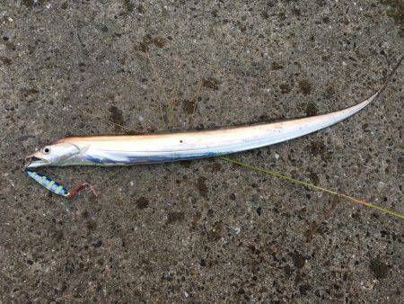 今年初の太刀魚