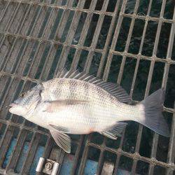 カゴ釣りでチヌ キビレ