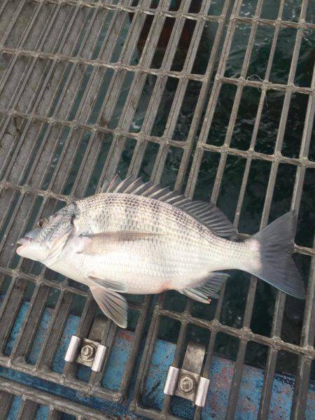 カゴ釣りでチヌ キビレ