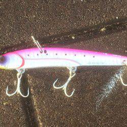 足元 サゴシ-太刀魚