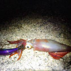 ようやくアオリが釣れました！