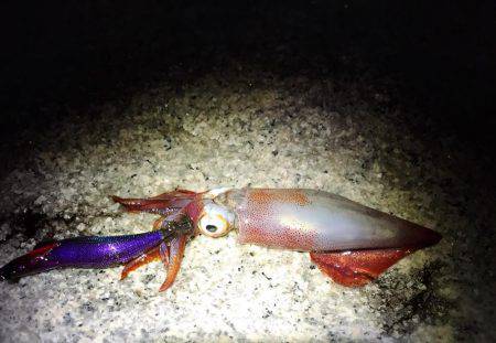 ようやくアオリが釣れました！