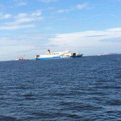 タチウオ、サゴシ