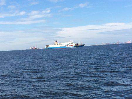 タチウオ、サゴシ