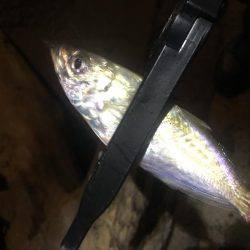 貧果でしたが、それも釣り❗️