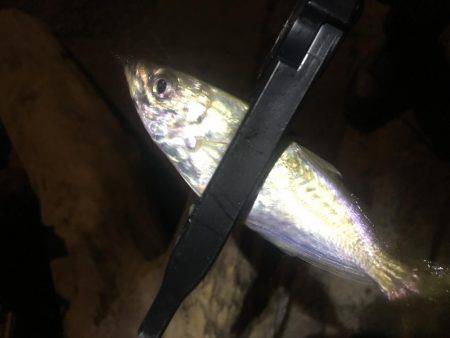 貧果でしたが、それも釣り❗️