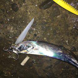 忠岡にもタチウオ到来!