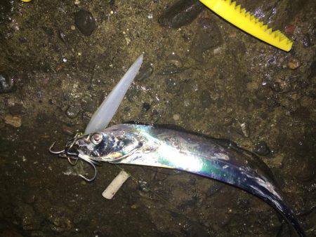 忠岡にもタチウオ到来!