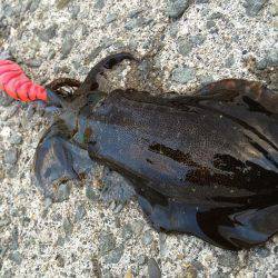 ちょいランガン