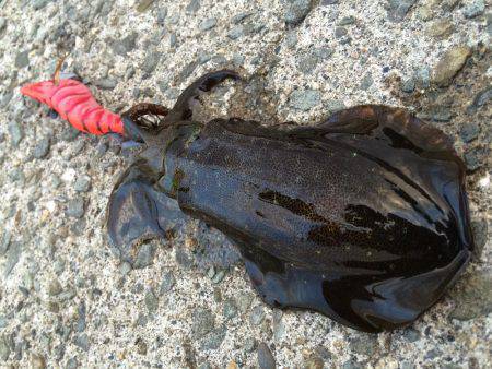 ちょいランガン