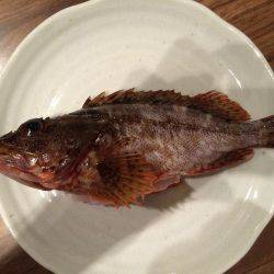 小さな高級魚 タカベ