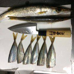 アジング＆エギング