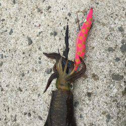 今年初アオリイカ