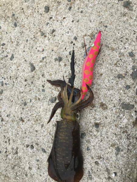 今年初アオリイカ