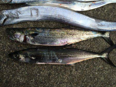 北港周辺で朝練