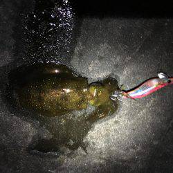 ケンサキイカまだ居る