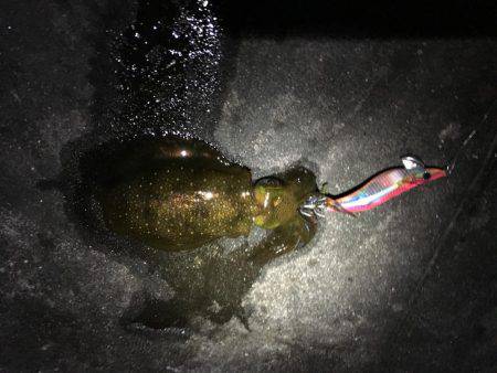 ケンサキイカまだ居る