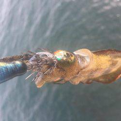 お散歩エギング♪