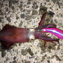 シャクリシャクリ&ライトライト