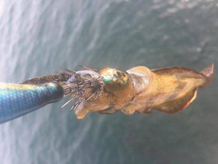 お散歩エギング♪