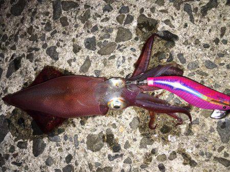 シャクリシャクリ&ライトライト