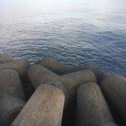 朝まずめ狙いでした