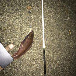 ライトタックルでお手軽ナイトロ