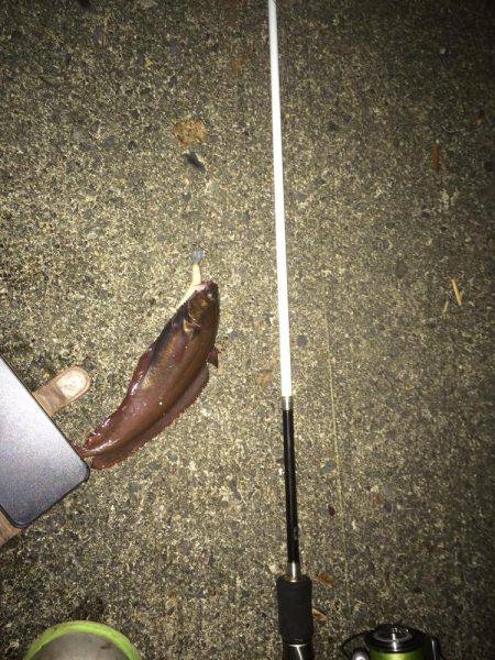 ライトタックルでお手軽ナイトロ