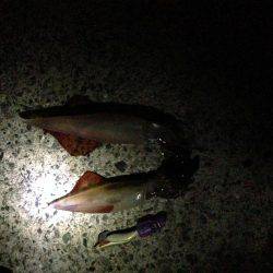 ケンサキさんこんにちは