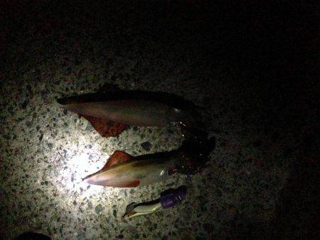 ケンサキさんこんにちは