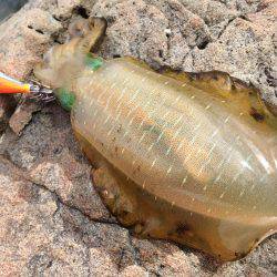 中紀デイエギング