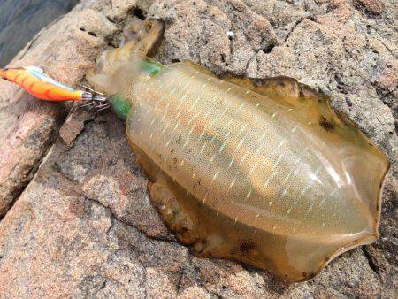 中紀デイエギング