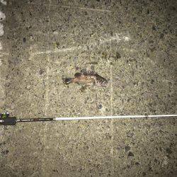 手のひらサイズのソイ好調