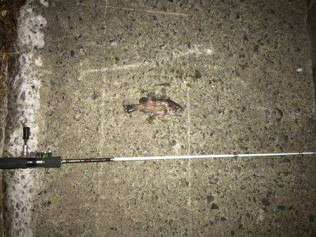 手のひらサイズのソイ好調