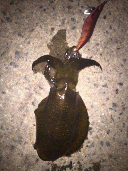 今日は月が明るいです(○´3`○)ノ