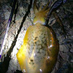 ナイトエギング