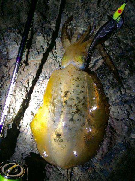 ナイトエギング