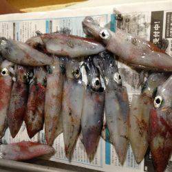 ケンサキ時々アオリ