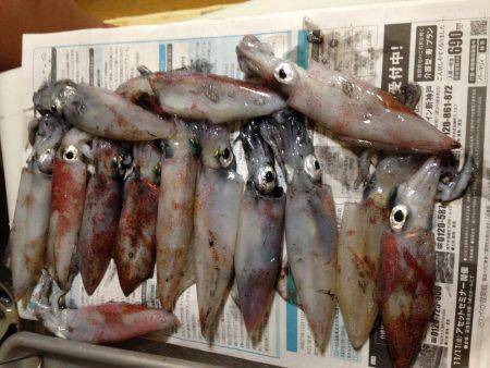 ケンサキ時々アオリ