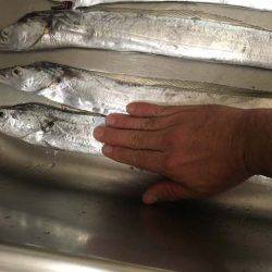 マリーナシティのタチウオ