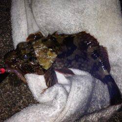 初シマイサキ！