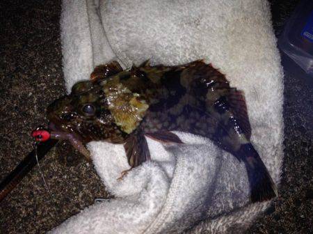 初シマイサキ！