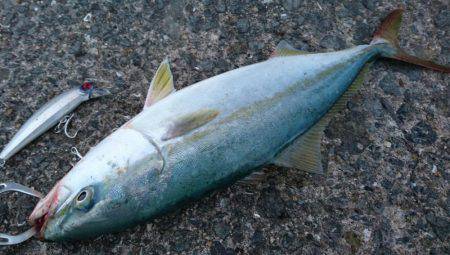 ダブルヘッダー