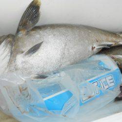 こうゆう丸 釣果