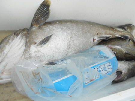 こうゆう丸 釣果