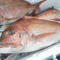 こうゆう丸 釣果