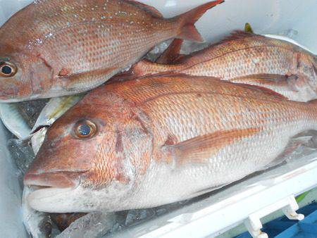 こうゆう丸 釣果