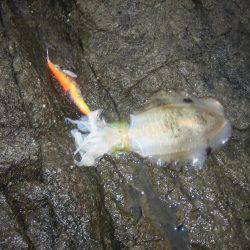 アオリイカ!秋イカでも3,5号オンリーでエギング!