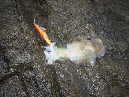 アオリイカ!秋イカでも3,5号オンリーでエギング!