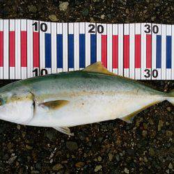 大蔵海岸でサゴシ&ツバス